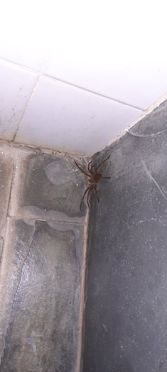 matteoaffonso's tweet photo. @Michelotto8legs @CesarFavacho é uma aranha-lobo ou devo sair correndo? https://t.co/Kta4v97e3K