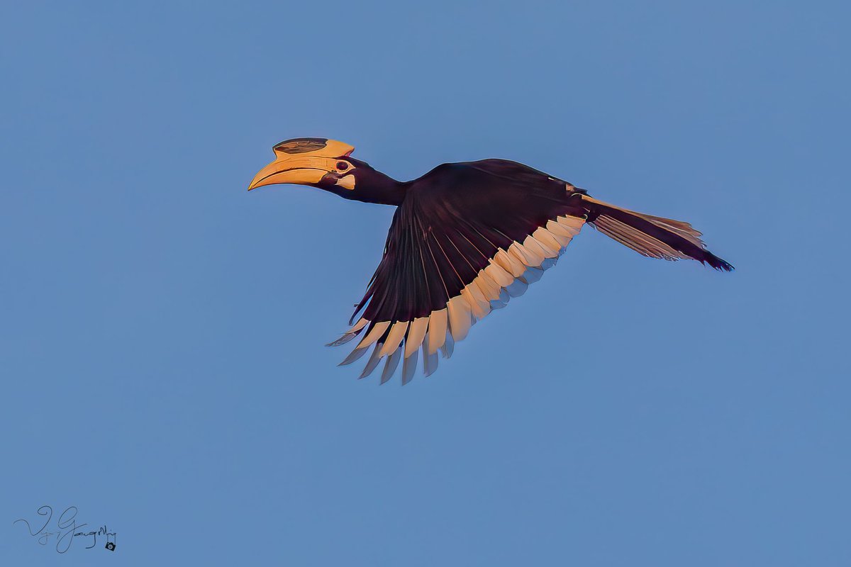 vijgang's tweet photo. Malabar pied hornbill, Dandeli, KN, India
1/1000 sec at f/7.1, ISO 640 at 128mm (Canon R5+100-500mm)
.
.
.
#eosr5
#canonindia #canonindia_official
#animalplanet
#natgeowild #natgeoindia #natgeoyourshot #yourshotphotographer
#birdsofindia #bird_photographers_of_india https://t.co/5vU7Q7V4sp