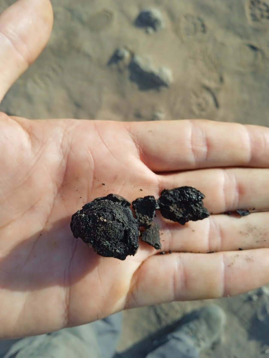 JorgedeTorres's tweet photo. Y semillas de palmera carbonizadas, en varios sitios https://t.co/cgvE3pjKkT
