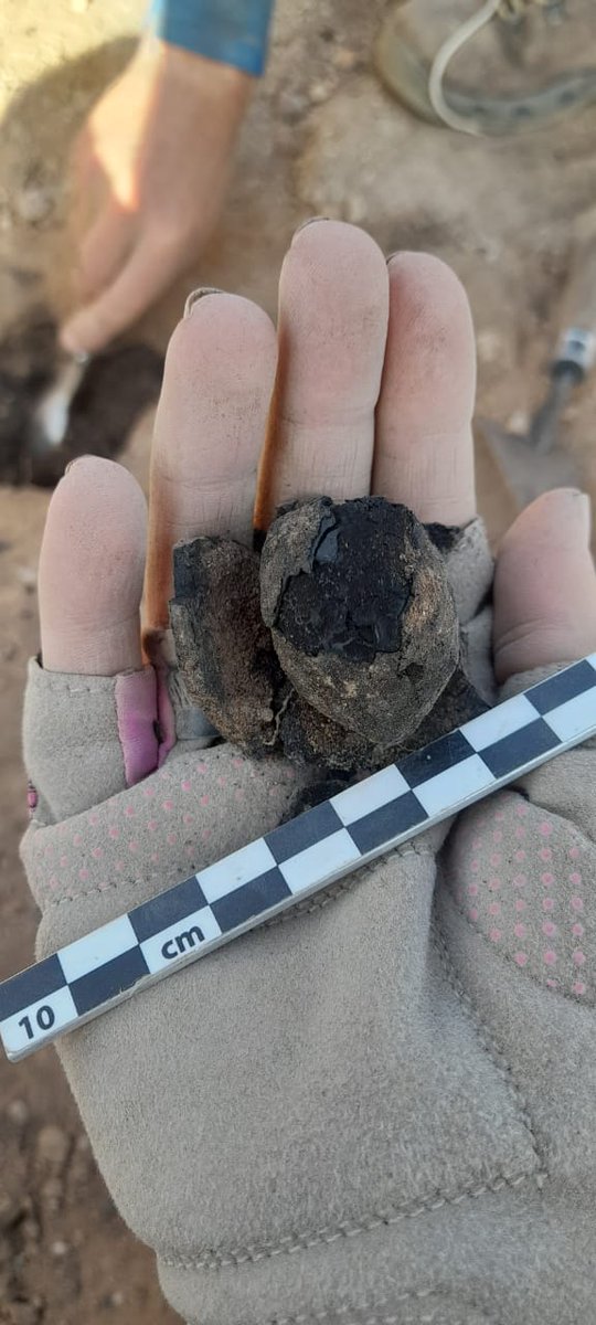 JorgedeTorres's tweet photo. Y semillas de palmera carbonizadas, en varios sitios https://t.co/cgvE3pjKkT