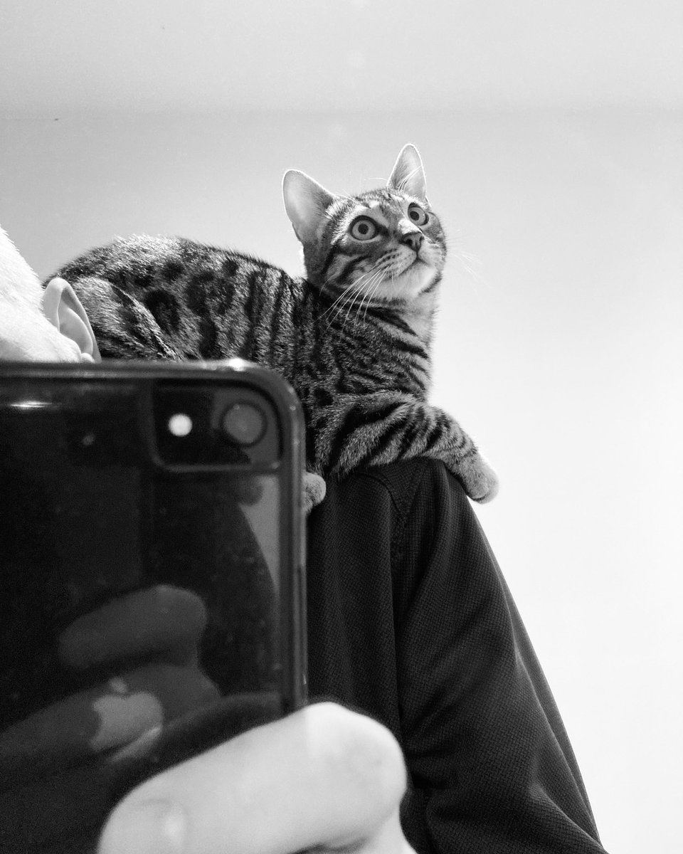 Dominobengal's tweet photo. Just gonna sit here and wait for the weekend to begin😽❤️Have a good one everybody!

#Caturday #cat #bengalcat #kitten https://t.co/Q0ZMA0Vyoh