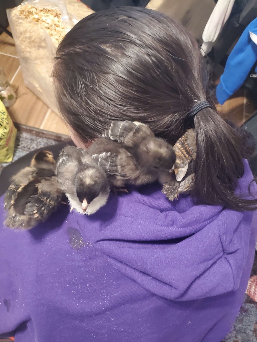 Tealswords's tweet photo. @katieplanted I am now mother hen https://t.co/WlppVnKkID
