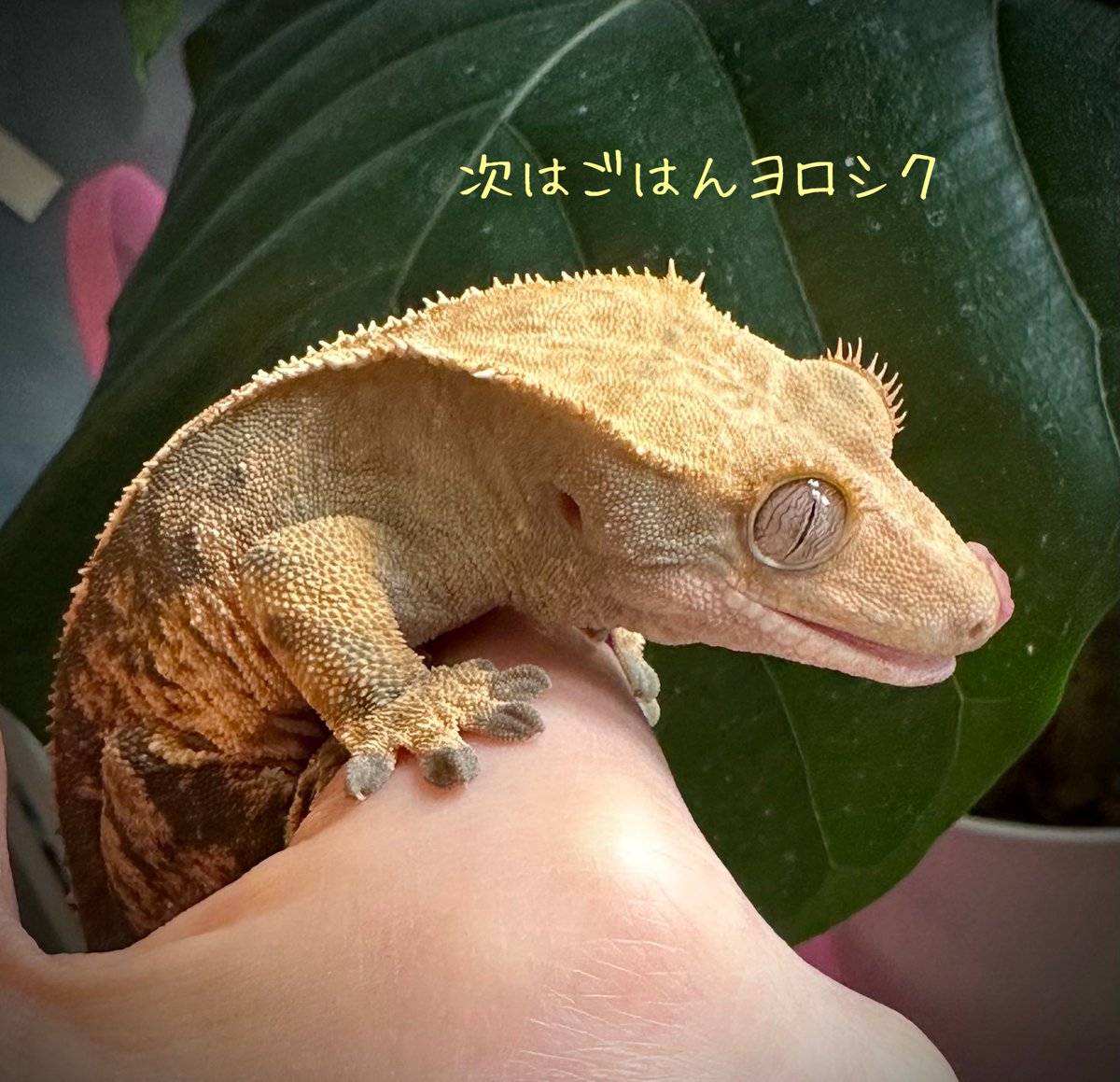 メンテしてお部屋きれいになったよ〜😊
#クレステッドゲッコー