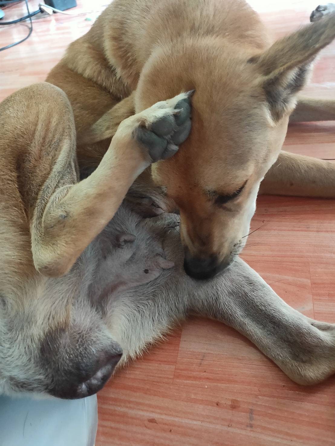 คนเย็ดหีหมาตัวเมีย 