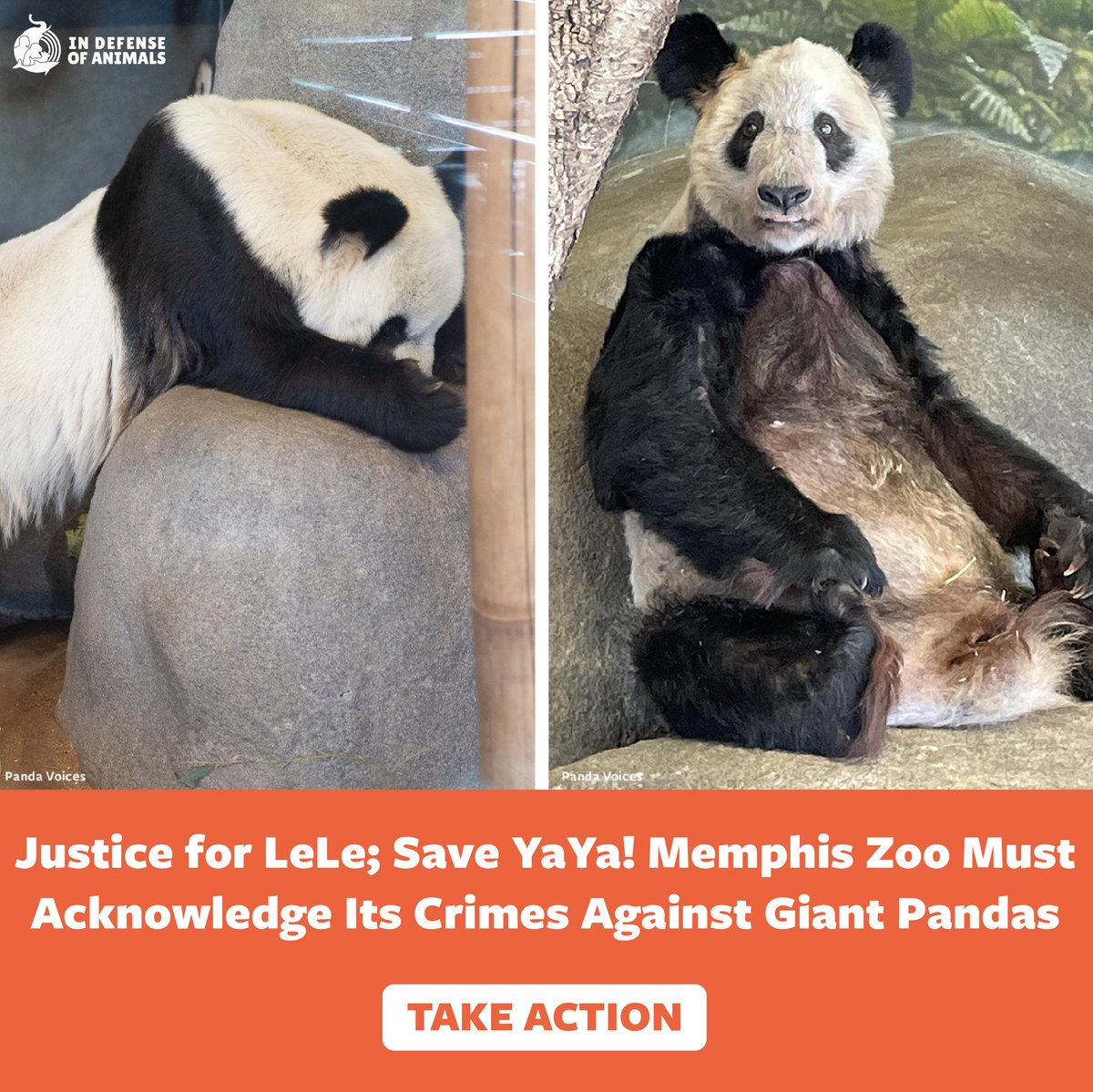 Urge #MemphisZoo, #AZA, Chinese authorities, the US Fish and Wildlife Service, and Tennessee senators to ensure #JusticeForLeLe and #SaveYaYa. 
Take action: bit.ly/3Iunbhd
Pls RT and support our work bit.ly/3XUtxw4