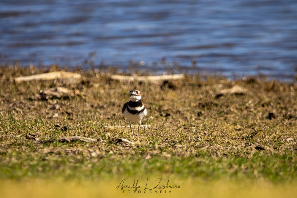 arnulfolz's tweet photo. Un poco de composición.
Chorlo Tildío 
Charadrius vociferus 
Valles Oaxaca.
Im: @arnulfolzam
#huayapambiodiverso
#oaxacabiodiverso https://t.co/l0ZPiWx9Bk