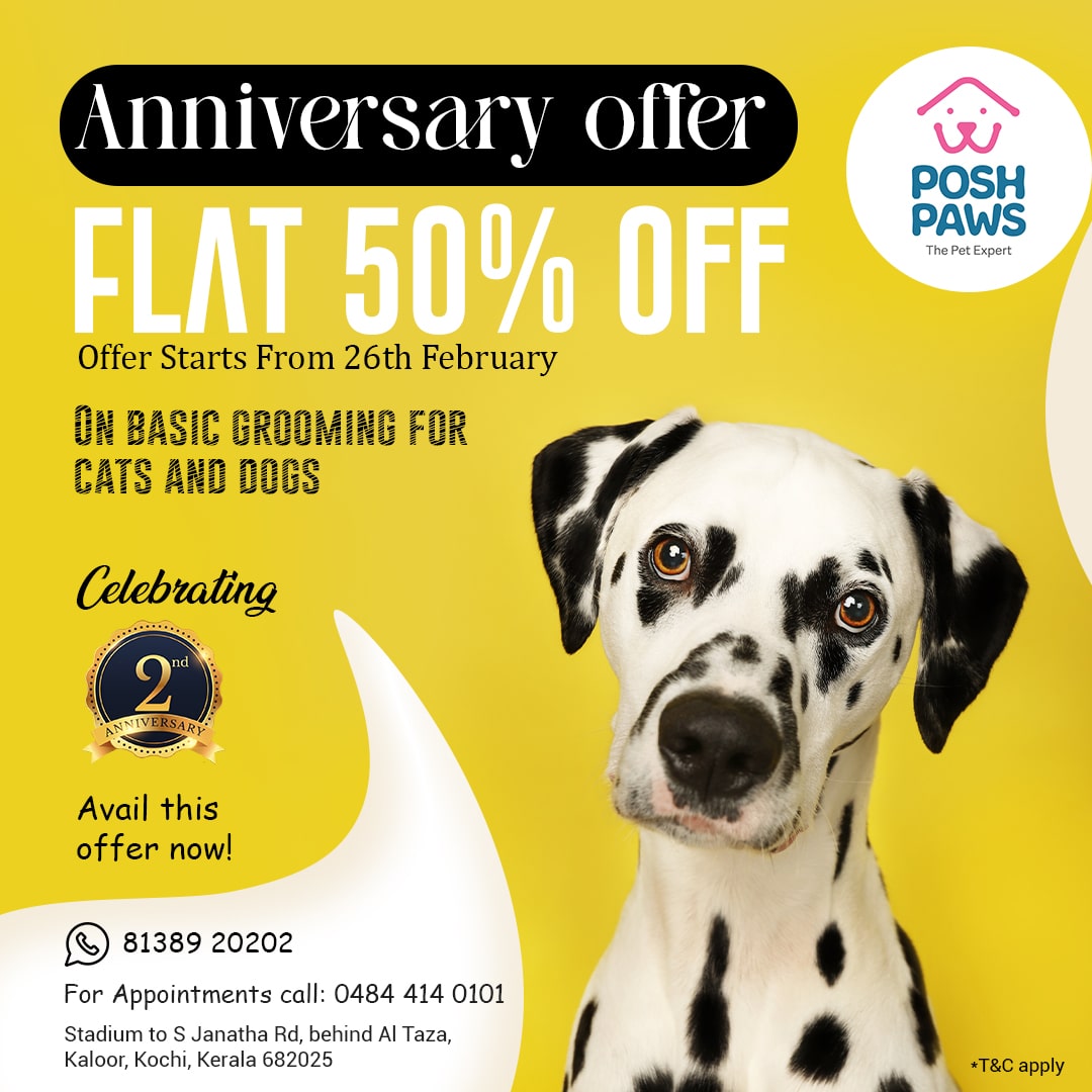 IctGlobalTech's tweet image. Anniversary Offer🎊🎉Hurry Up!!🏃‍♀️🏃

Flat 50% Off on grooming products.🦮🐈 

Contact : 81389 20202

#petproducts #petgroomingproducts #groomingproducts #petcareproducts #anniversarysale #AnniversaryOffer #LimitedTimeOffer #Offers #offersanddiscounts #discountsale #OffersAlert