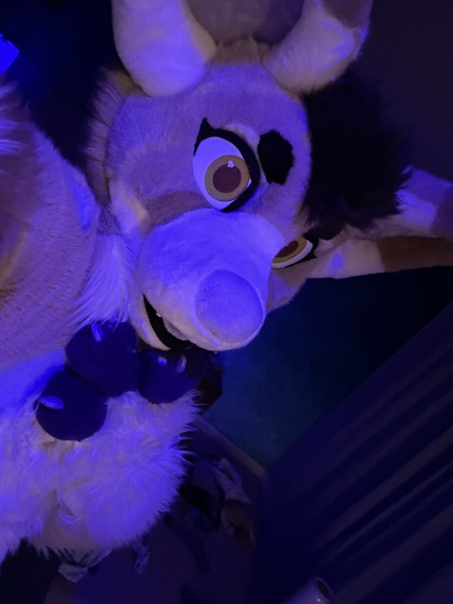 SassyGayFox's tweet photo. Sometimes you just wanna be ✨soft ✨ https://t.co/QWORYG3Px9