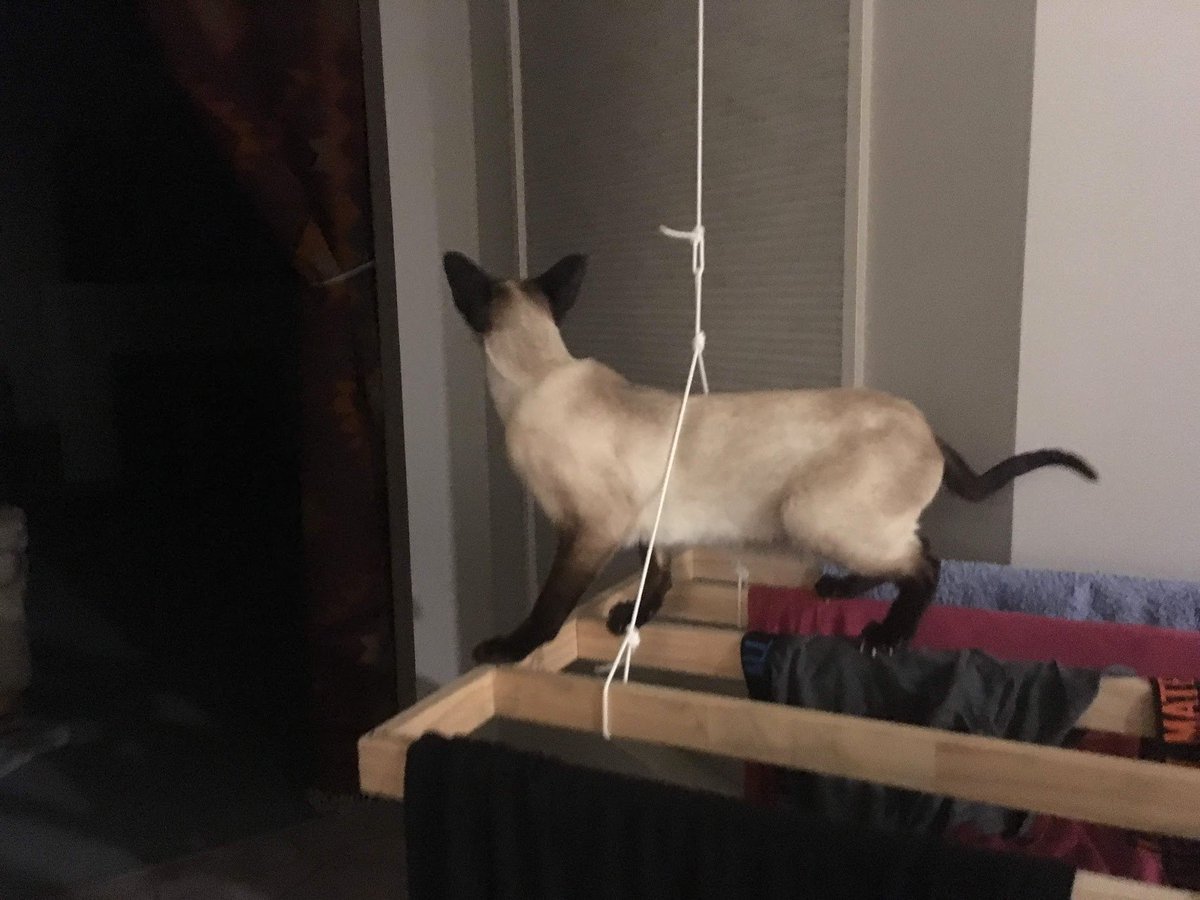 WigleyMinoux's tweet photo. #catsoftwitter #caturday #wigley
#siamese #meezer https://t.co/QFq6xVG1fw
