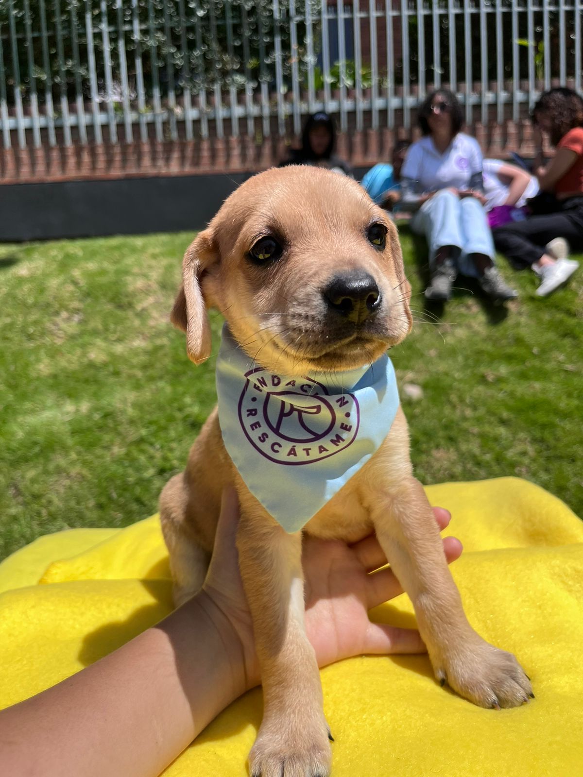 Jornada de adopción de animales en Bogotá este domingo 19 de febrero