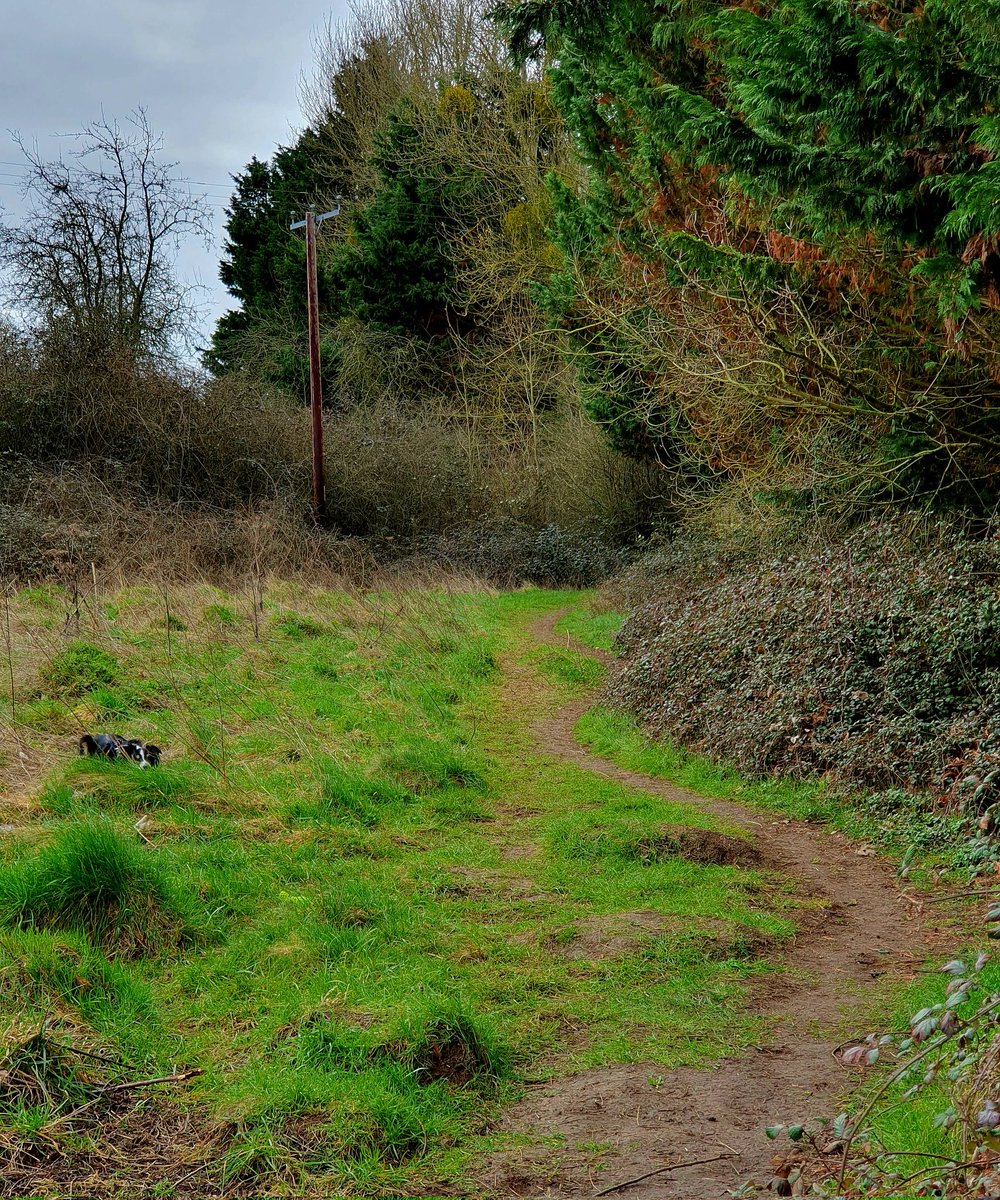 hjgough's tweet photo. Today reviewing Langport - South Petherton (LanSou) for #SlowWays. It's going much better than my last attempt across the Levels which ended in failure due to flooding. Confident of a successful pioneer today! #Langport #SouthPetherton #Somerset #TheLevels #DogsUsingSlowWays https://t.co/pzwe6OO1Ji