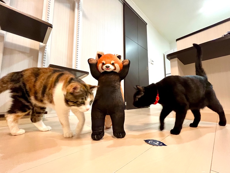 【美品】レッサーパンダに威嚇されるクッション　フェリシモ YOU+MORE! レッサーパンダに威嚇される お昼寝クッション｜YOU+