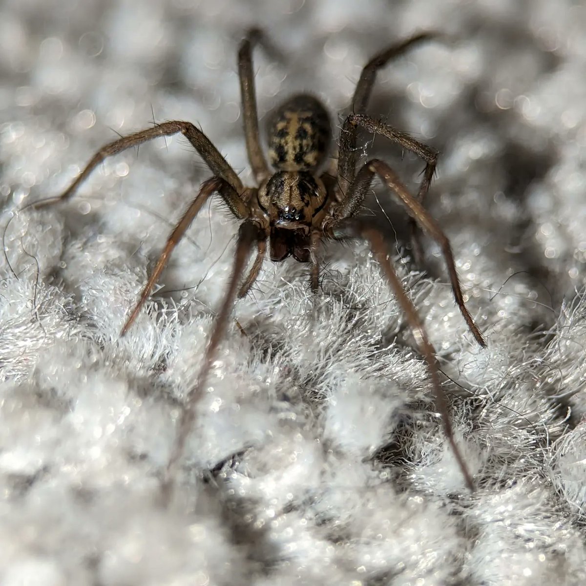 UKgardenspiders's tweet photo. 3 giant house spiders Eratigena sp in the house, all seen within an hour #miniinvasion #eratigena #housespiders #spiders #ukgardenspiders https://t.co/1OLaZxCLJi