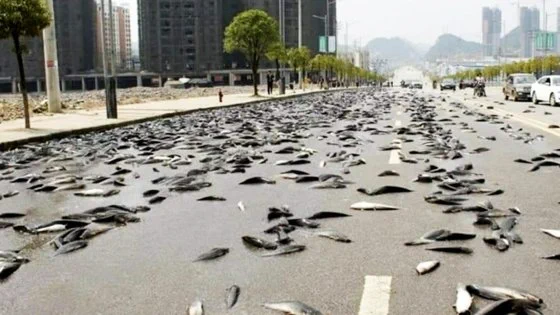 空から魚が降ってくる?!オーストラリアで嘘みたいな本当の話。