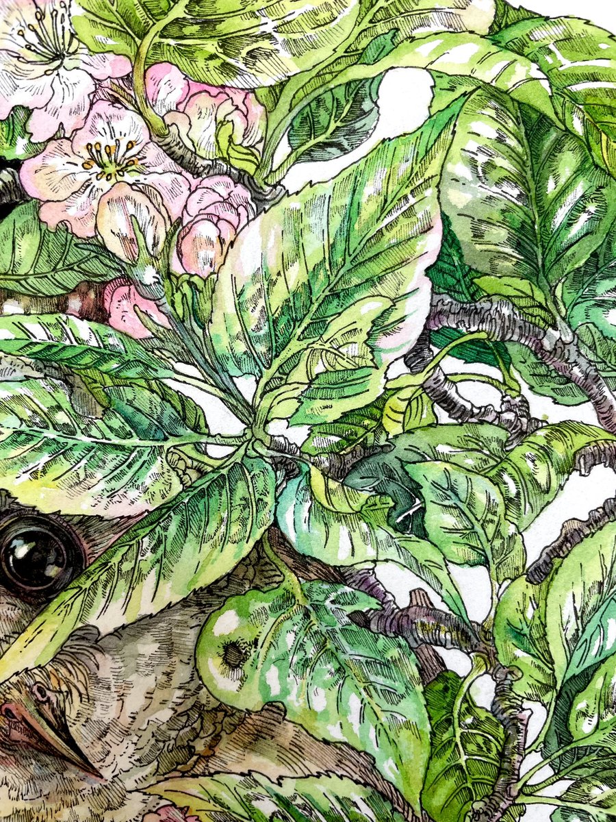 「メンフクロウのりんごの実ぽさと、覗き見てくる怖さを描いてみました。 」|Keso Artのイラスト