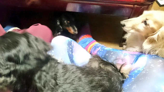 うちの犬探すの時間かかるから代わりに幼なじみの家の犬みて 