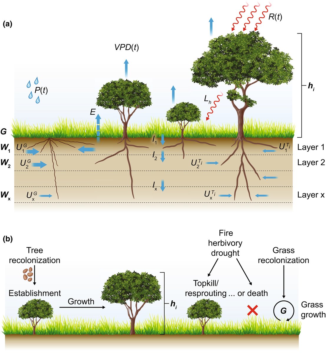 NewPhyt's tweet photo. #TansleyReview: Linking resource- and disturbance-based models to explain tree–grass coexistence in savannas

Ricardo M. Holdo and Jesse B. Nippert

📖 https://t.co/v1VFvqAqes https://t.co/4SsGmbaF4g