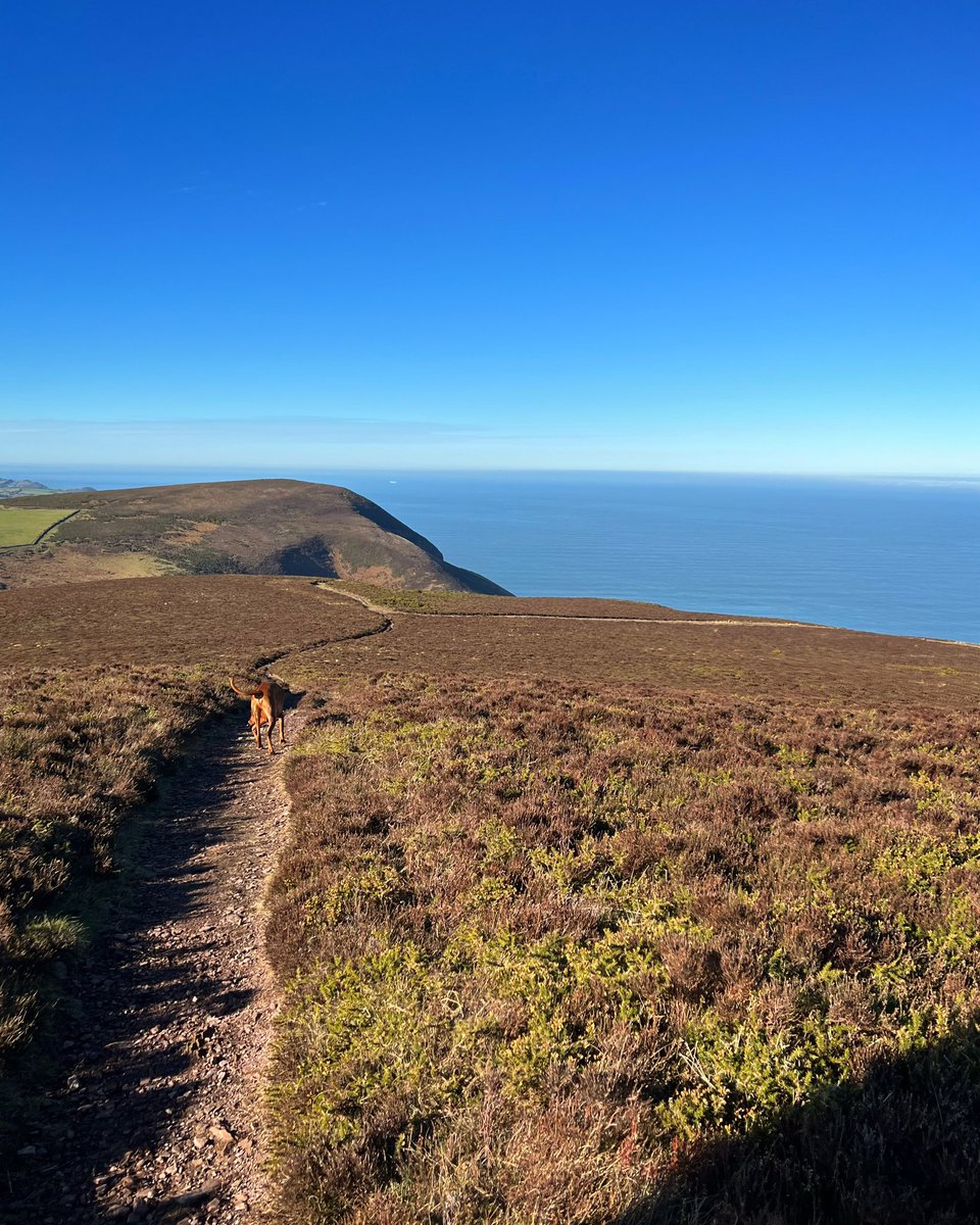 A recent ramble around our local area here in glorious North Devon… 😍🌎☀️

… can you spot our office mascot, Denzel? 👀🐕

Happy Saturday all! ✨

#northdevon #northdevoncoast #coastandcountry #exmoor #exmoornationalpark #happysaturday #jacksonstops