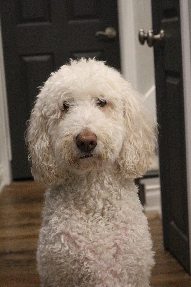 "Thou shalt not bark my head off in the yard"
"Thou shalt not surf food off the counter"
"Thou shalt not give into sin"
Macie: I'm glad my name is not "Thou"🤭
#dogsoftwitter 
#DogsOnTwitter