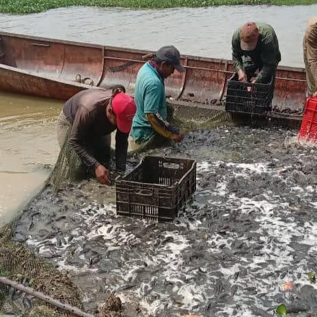 alejabolivarian's tweet photo. 🔎🎣Revisión y cumplimiento de la normativa pesquera ✅
Inspección y evaluación del rubro pesquero #Curito para su aprovechamiento en el municipio San Gerónimo de Guyabal sector Mangas del estado Guárico
@insopesca @JorgeTajan3
#SancionesCriminales #oriele #poupettekenza https://t.co/VgwoQqla7a
