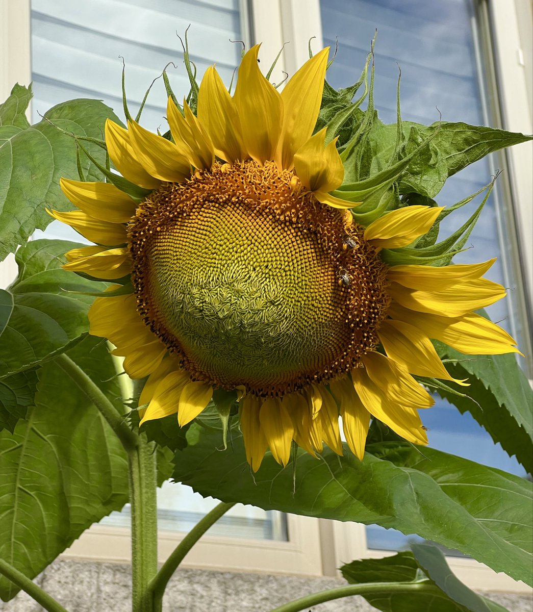 Brain_Chain's tweet photo. Continuing with the #KleurInDeNatuur / #ColourinNature challenge… I’m actually allergic to the insect in Christina’s post below. But the colour of the day is yellow and here’s a giant sunflower 🌻 from Lansdowne Avenue last August. https://t.co/2mqmwdlDQQ