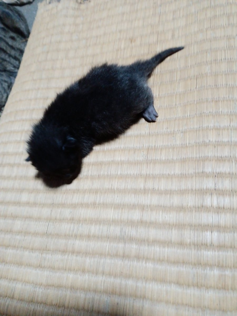 kobesanta117's tweet photo. 2月18日早朝黒猫の8ヶ月のチビちゃんが5匹の赤ちゃんを産みました。これから1週間毎に成長記録をお届けします。4月20日には里親を募集します。宜しくお願いします。 https://t.co/lgVsUNwpv0