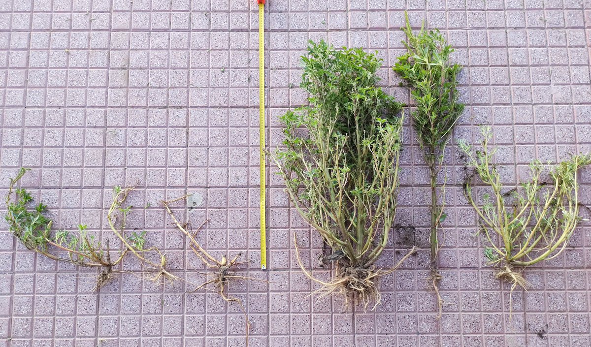 IDIC____'s tweet photo. Control mecánico de yuyo colorado avanzado en soja a 38 cm 
En la segunda foto las plantas cortadas/no cortadas 40 días después de la labor

Con las condiciones climáticas y el tamaño del yuyo colorado de esta campaña hubo plantas que murieron con un solo corte (última foto) https://t.co/4HhYHLp5NU