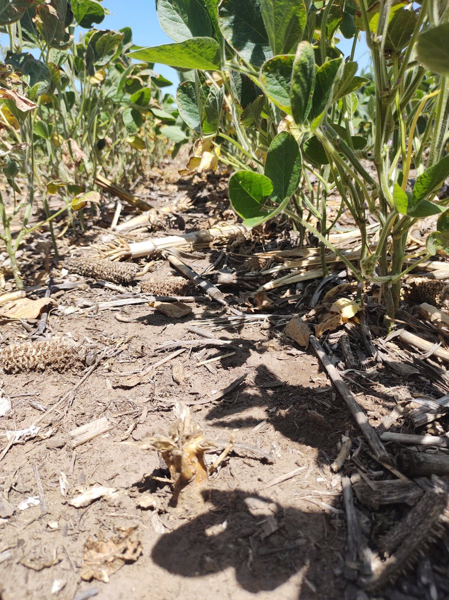 IDIC____'s tweet photo. Control mecánico de yuyo colorado avanzado en soja a 38 cm 
En la segunda foto las plantas cortadas/no cortadas 40 días después de la labor

Con las condiciones climáticas y el tamaño del yuyo colorado de esta campaña hubo plantas que murieron con un solo corte (última foto) https://t.co/4HhYHLp5NU