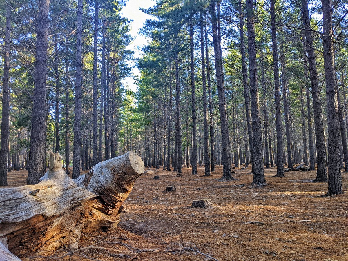 ParkscapeSA's tweet photo. You can't put a price on the value #TokaiForest provides urban #communities.
https://t.co/V1GsL4g6RU
#urbanforest #PeopleAndConservation #naturetherapy #forestbathing
@AndrewsEddie @geordinhl @JacqMaraisPhoto @alexlansdowne @ProfAstellBurt @TableMountainNP @nettalieviljoen https://t.co/tD2SLkmQAW