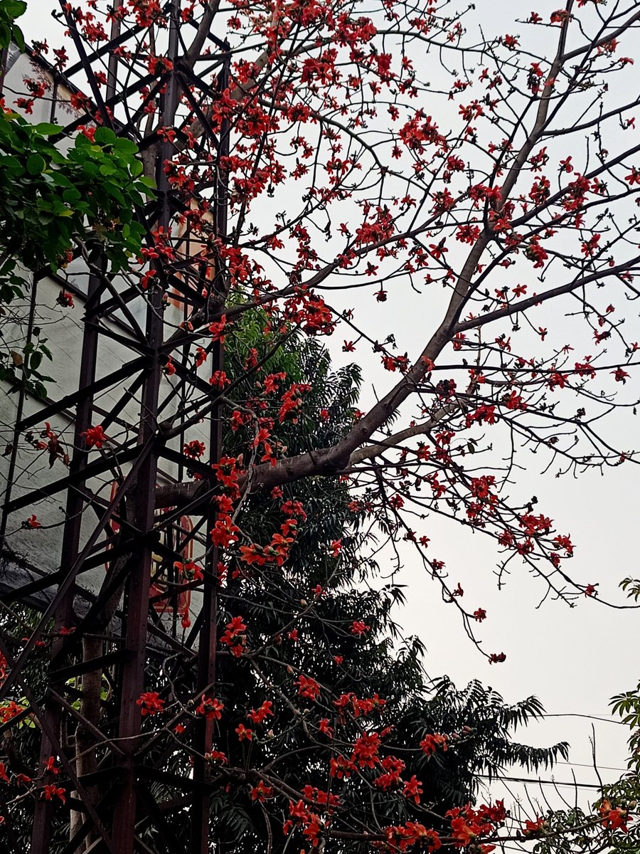 Paromita2005's tweet photo. It isn't right if you don't stop a while to look at the flaming shimul blooms all over the city.
#silkcotton #shimul #kolkata https://t.co/lmcaucXPCO