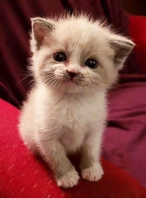 PostsOfCats's tweet photo. https://t.co/uLSmI8Oq3C
