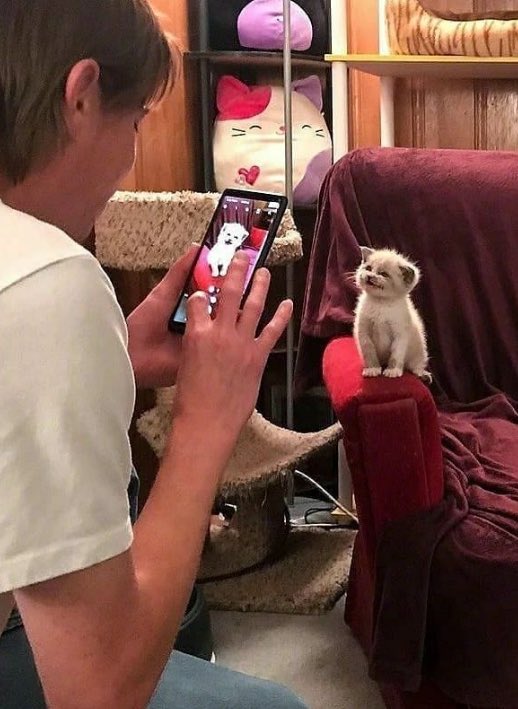 PostsOfCats's tweet photo. https://t.co/uLSmI8Oq3C