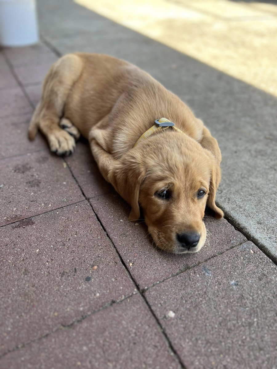 Darren Chester MP (@darrenchestermp) on Twitter photo Meet ‘Bouncer’… the appropriately named pub dog at ‘Swifts Creek Junction Hotel’. As well as being in charge of security at the family pub, ‘Bouncer’ is a high country favourite for locals & visitors. It’s always a good time to take a break in Gippsland #lovegippsland <a href="/ferg1961/">Stephen Ferguson</a> Meet ‘Bouncer’… the appropriately named pub dog at ‘Swifts Creek Junction Hotel’. As well as being in charge of security at the family pub, ‘Bouncer’ is a high country favourite for locals & visitors. It’s always a good time to take a break in Gippsland #lovegippsland <a href="/ferg1961/">Stephen Ferguson</a>
