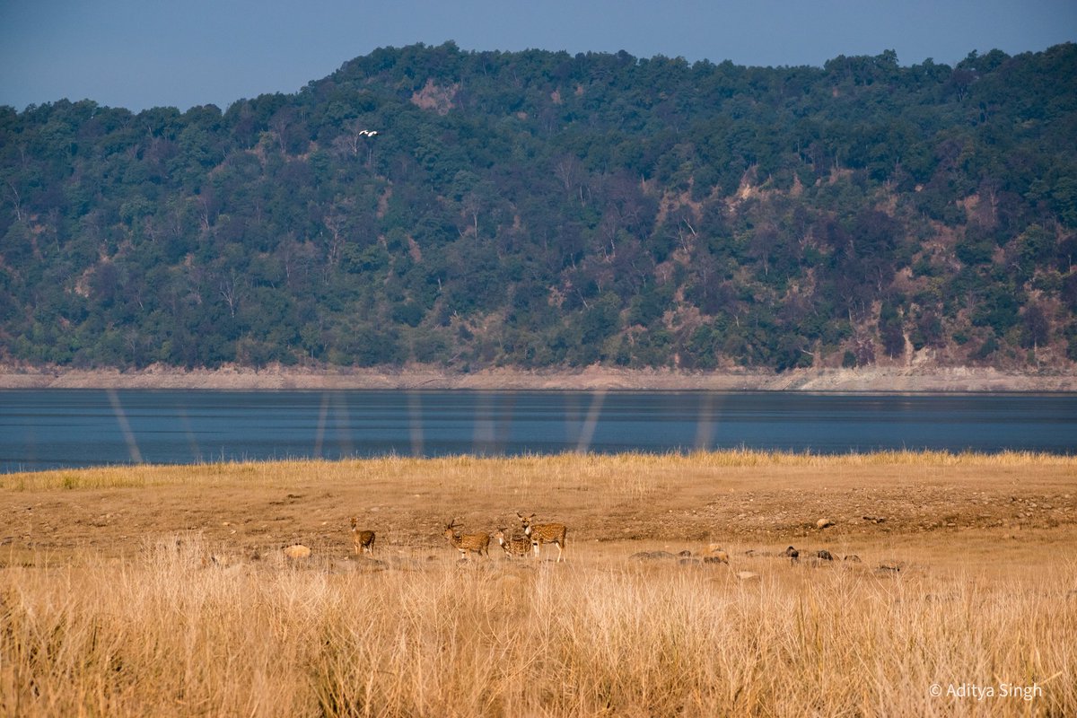 wildaddis's tweet photo. Uttrakhand
#forest #River #deer #grassland  @natgeowild @NikonIndia https://t.co/GR85dVCsrY