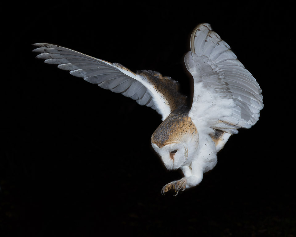 ChrisBournPhoto's tweet photo. Hunter of the night
#barnowl #barnowlphotography #owlsofinstagram #norfolkwildlifephotography
#raw_allnature #pictas_wildlife #naturegang
#wildlifephotography #raw_wildlife #visual_allcreatures
#pictasanimals #animalgang
#birdphotography #raw_birds
#bbcspringwildlifepotd https://t.co/WDKs1TAYOq