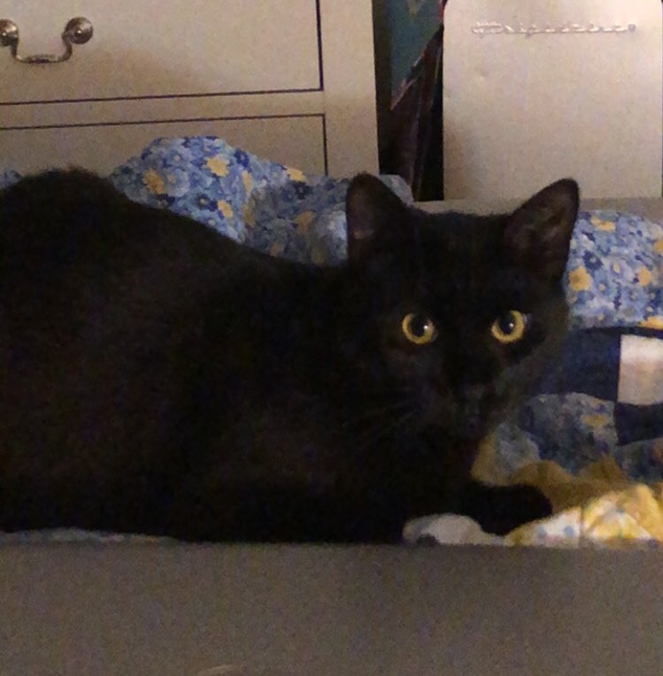 mac | מלכה tweet media