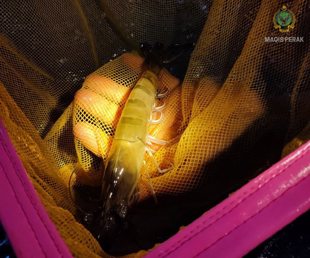 MaqisPerak's tweet photo. 25 Februari 2023 | Teluk Kopia, Lumut

Pengisytiharan premis kuarantin ikan bagi syarikat Asia Aquaculture (M) Sdn. Bhd dan Pemeriksaan pasca import bagi tujuan kuarantin. 

#MAQISMalaysia
#maqisperak
#cukupdanterjamin
#penguatkuasaanberintegriti https://t.co/PF98vXKRH8