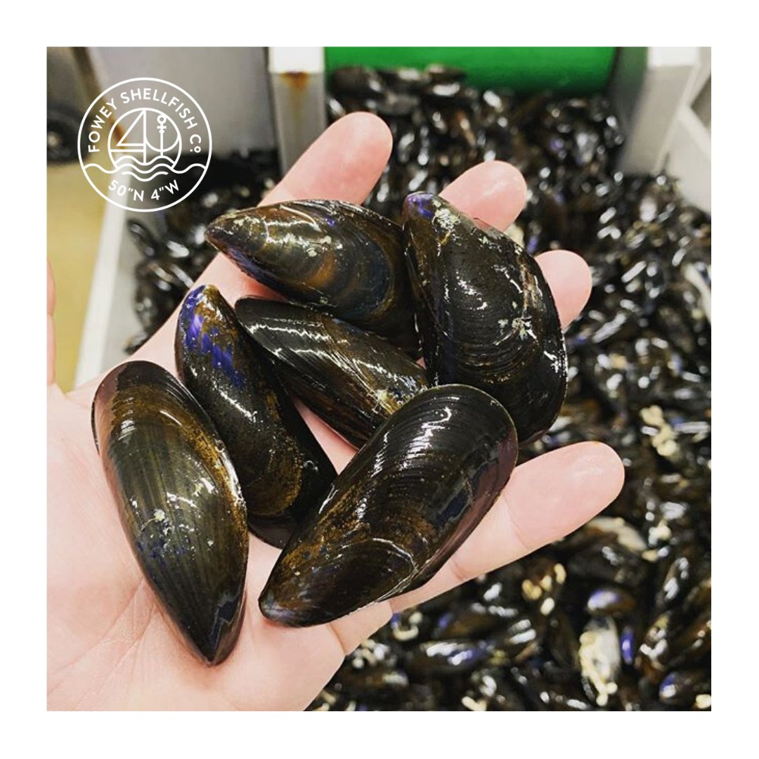 fish.heroes tweet media