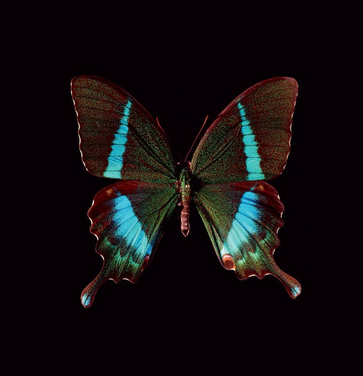 Grâce à son #ADN, on estime que ce majestueux #papillon, le Porte-queue de Neumoegen, volerait sur Terre depuis 7 millions d’années ! 🦋🧬

C'est aussi ancien que la divergence entre la lignée du chimpanzé/bonobo et la lignée humaine. 👉 bit.ly/3YXajHf