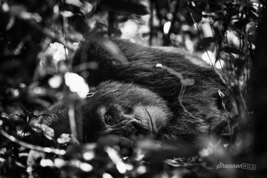I always wonder what they are thinking when I photograph wildlife, but especially primates. After hours of trekking through the appropriately named Bwindi Impenetrable National Park in Uganda, I was delighted to find this impressive Silverback Gorilla and especially by how r…