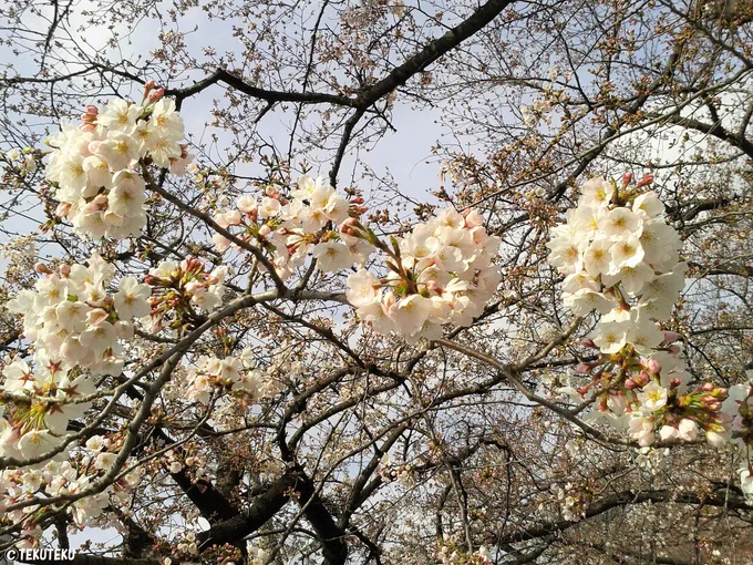 #この時期に過去の桜を貼ると紛らわしいけど貼る 