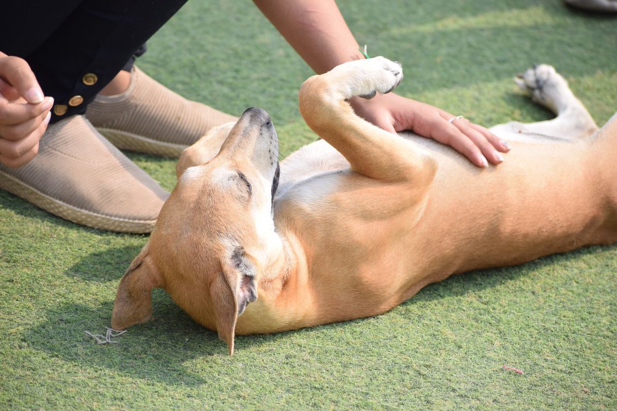 kawfoundation's tweet photo. Jenny is looking for a home! 

Jenny was brought to our shelter in November, last year after being rescued from a brutal situation. She’s 4-months-old &amp; her vaccinations have begun. 

To adopt:
WhatsApp: +91 9560470202 (no calls)

Google form:
https://t.co/duqkqk1zUt
#adopt #dog https://t.co/vUpOV65l4f