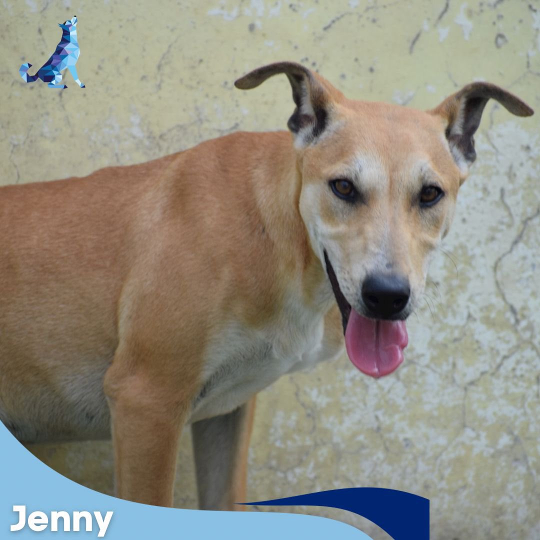 kawfoundation's tweet photo. Jenny is looking for a home! 

Jenny was brought to our shelter in November, last year after being rescued from a brutal situation. She’s 4-months-old &amp; her vaccinations have begun. 

To adopt:
WhatsApp: +91 9560470202 (no calls)

Google form:
https://t.co/duqkqk1zUt
#adopt #dog https://t.co/vUpOV65l4f
