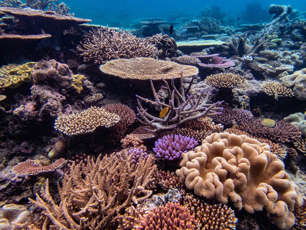 Emma Camp (@emmafcamp) on Twitter photo Amazing research dive today, locating all of our tagged corals with <a href="/WavelengthReef/">Wavelength Charters</a>. Great hunting work <a href="/england_hadley/">Hadley England</a> <a href="/ChristineDRoper/">Christine Roper</a> <a href="/wing_coral/">Wing Y Chan</a> <a href="/Andrei_Herdean/">Andrei Herdean</a> <a href="/DilerniaNikki/">Nikki Di Lernia</a> 🕵🏽🪸🤿 #GreatBarrierReef #science <a href="/UTS_Science/">UTS Science</a> Amazing research dive today, locating all of our tagged corals with <a href="/WavelengthReef/">Wavelength Charters</a>. Great hunting work <a href="/england_hadley/">Hadley England</a> <a href="/ChristineDRoper/">Christine Roper</a> <a href="/wing_coral/">Wing Y Chan</a> <a href="/Andrei_Herdean/">Andrei Herdean</a> <a href="/DilerniaNikki/">Nikki Di Lernia</a> 🕵🏽🪸🤿 #GreatBarrierReef #science <a href="/UTS_Science/">UTS Science</a>
