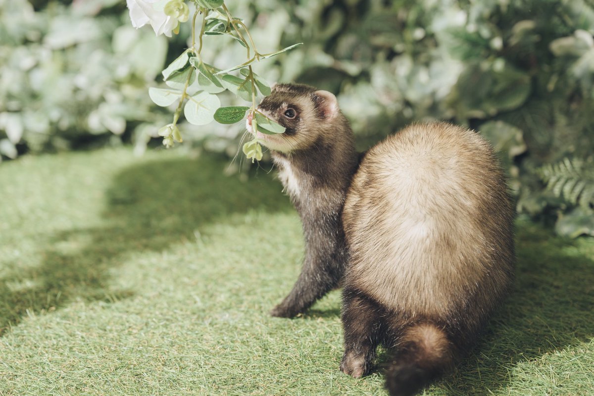 maki_ferret tweet picture