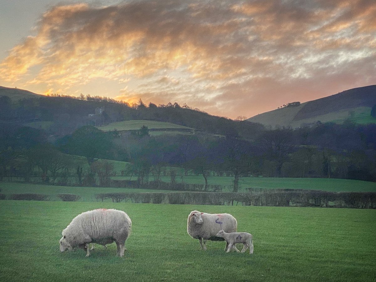 Rhiani's tweet photo. Bore da. Family photo this morning. Nice start to the day.
#dyffrynclwyd #charmoise #sheep https://t.co/2etj6shf3J