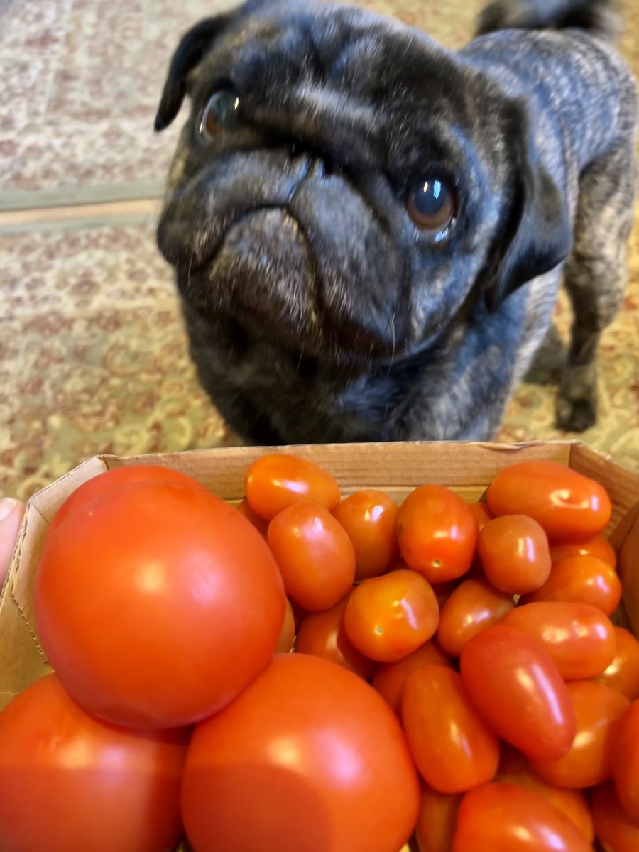 Come on you lucky people! Here in the UK the shelves are empty, tomatoes are rare as hen’s teeth. Let’s start the bidding at £20 of Pets@Home vouchers, no silly offers, I know what I’ve got here! 🍅🍅🍅🍅