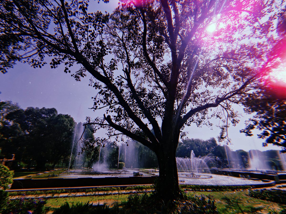 psychedelhic's tweet image. Delhi's short-lived spring in its full splendour, as seen in M̶u̶g̶h̶a̶l̶ ̶g̶a̶r̶d̶e̶n̶s̶ ̶ Amrit Udyan in the Rashtrapati Bhawan (1/2)

#DelhiSpring #DelhiHeritage