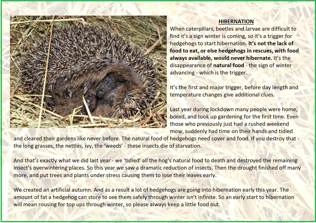 HedgehogCabin's tweet photo. @Drkgriff Yes, I'm afraid all over the country hogs are rising early, because they went down early last year. It's disasterous if they don't find a kind garden that provides, as there's no natural food around yet. Thank you for your lifesaving kindness. 🥰
What food do you put out? https://t.co/LtT4MxwvTO