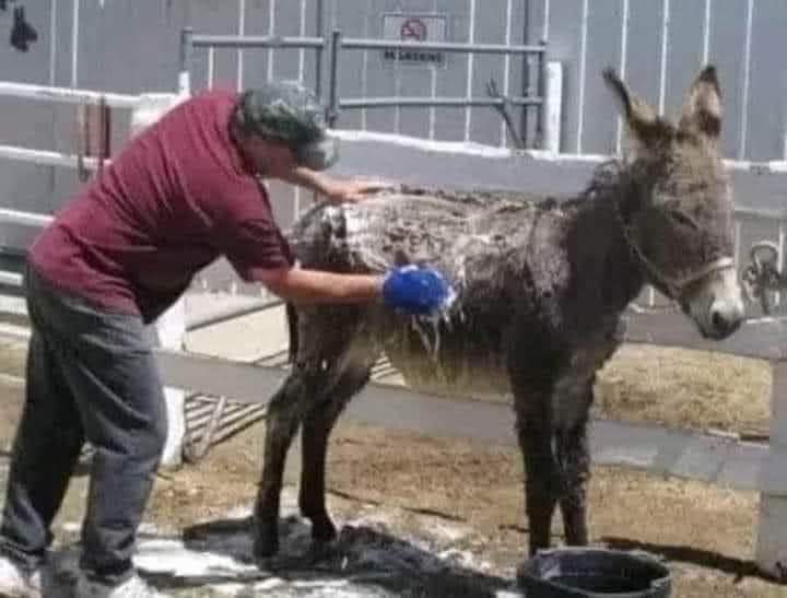 जती राम्रो धोए पनि यो गधा गाई बन्दैन हजुर, धुन छाड्दिनुस!